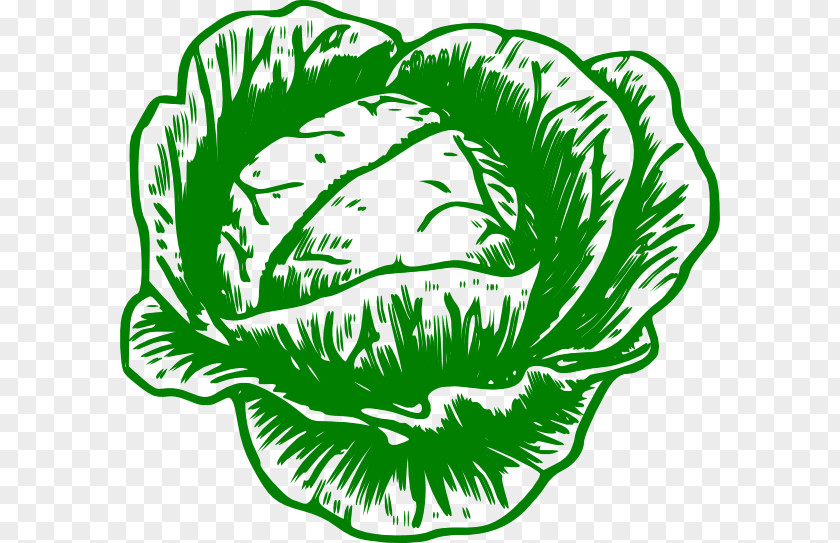 Cabbage Savoy Cauliflower Broccoli Clip Art PNG