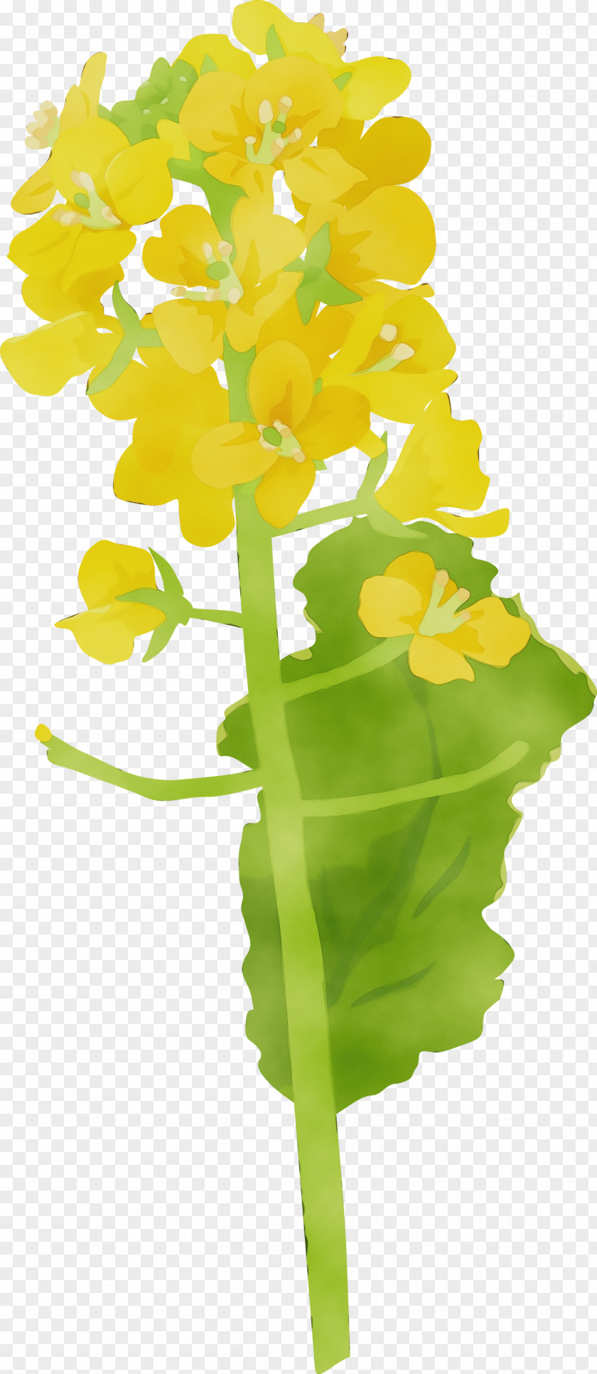 Flower Yellow Plant Cut Flowers Leaf PNG