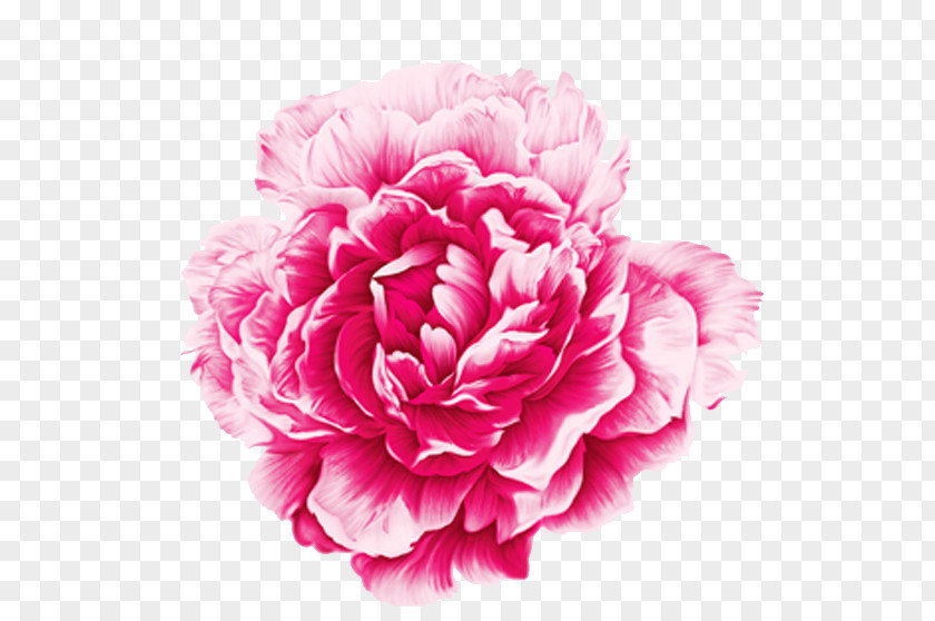 Peony Moutan Watercolor Painting PNG