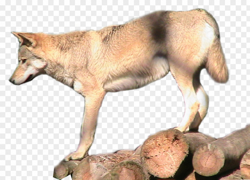 Wolf Saarloos Wolfdog Arctic Coyote Animal PNG
