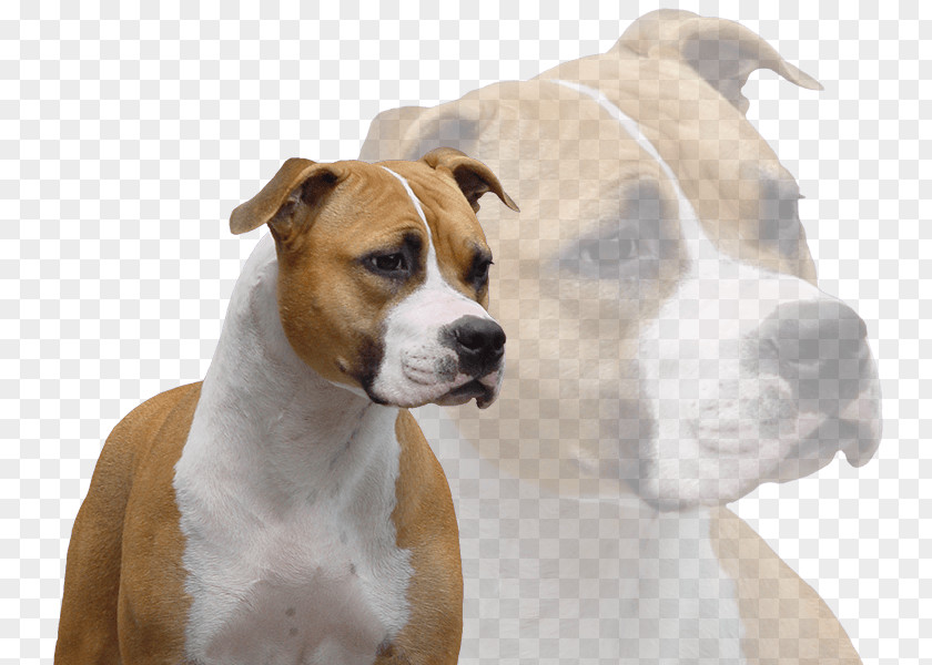 Amstaff Dog Breed American Staffordshire Terrier Pit Bull PNG
