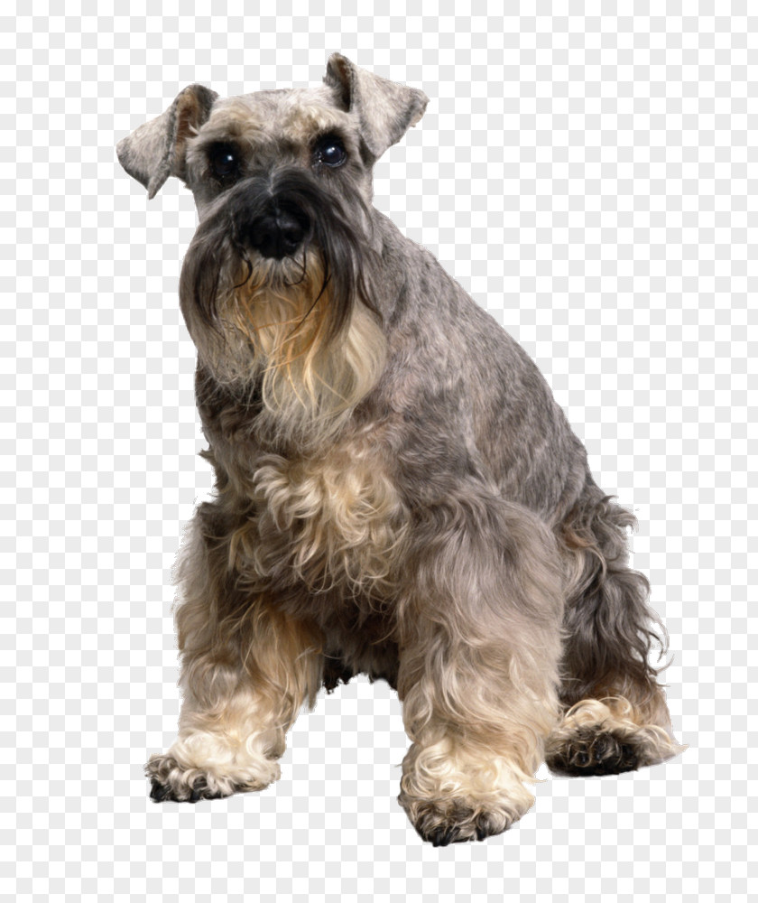 Cat Old English Sheepdog Allergy To Cats Bearded Collie PNG