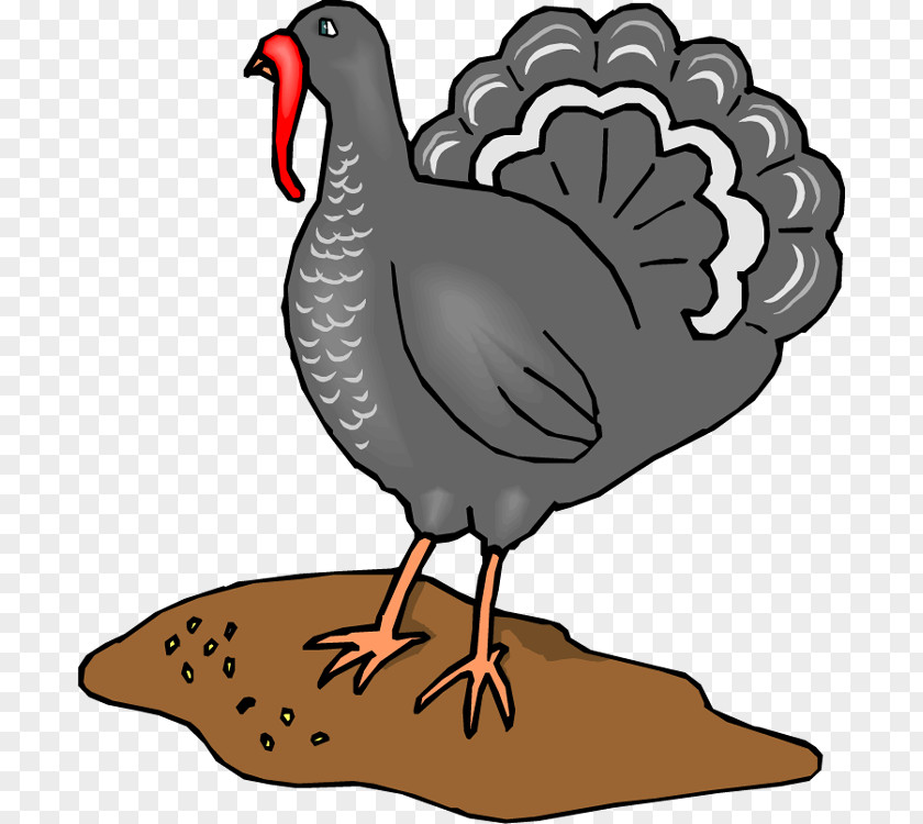 Chicken Turkey Clip Art PNG