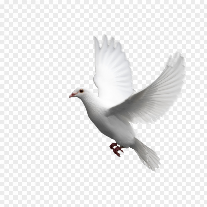 Gull Domestic Pigeon Columbidae Bird Squab PNG