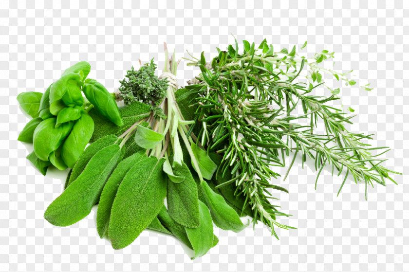 Herbs Pic Herb Vegetable Clip Art PNG