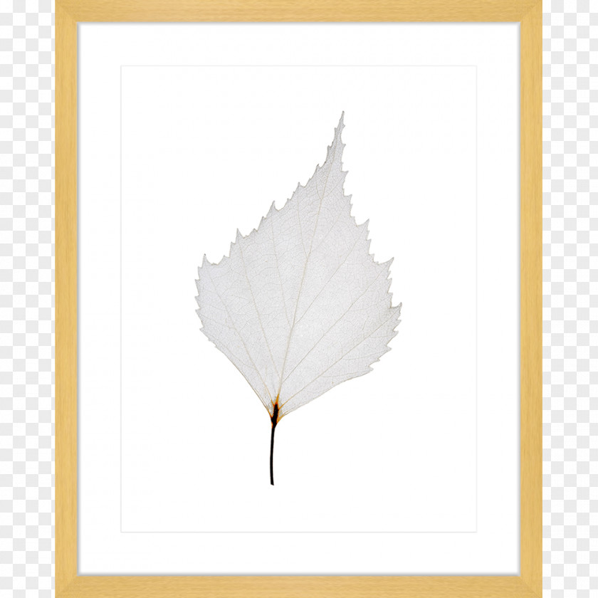 Leaves Collection Maple Leaf Petal Angle PNG