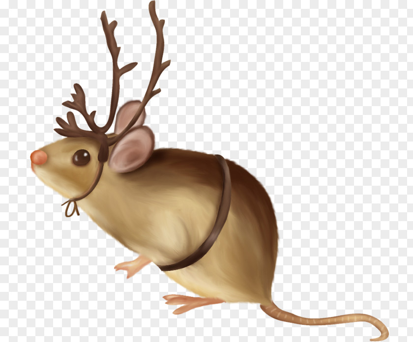 Mouse Computer Rat Rodent PNG