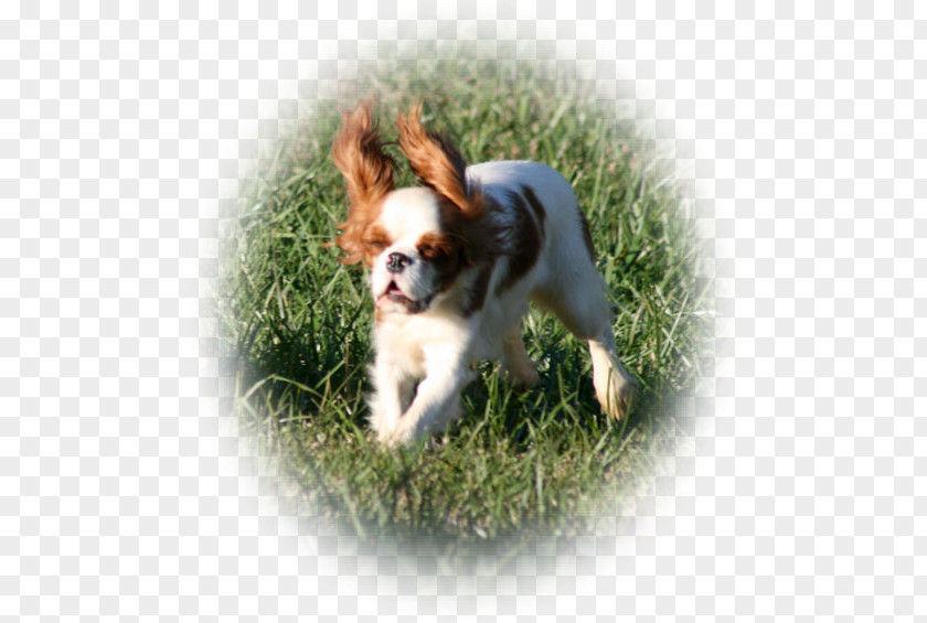 Puppy Cavalier King Charles Spaniel Dog Breed Companion PNG