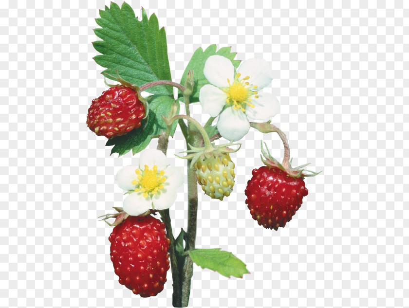 Strawberry Fruit Berries Image PNG