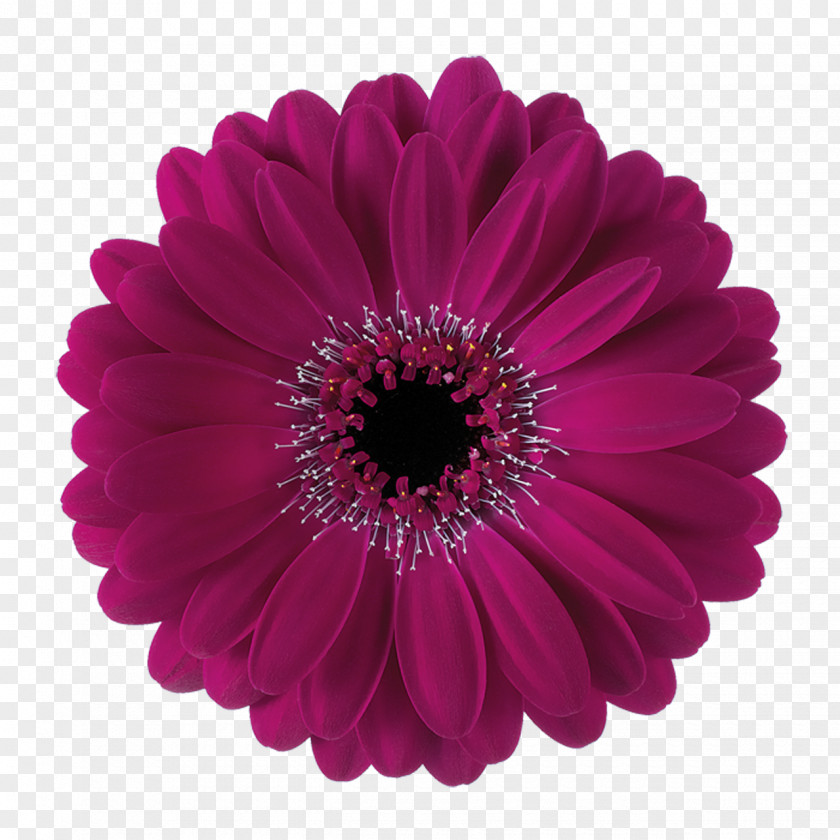 Transvaal Daisy Paper Color White Purple PNG