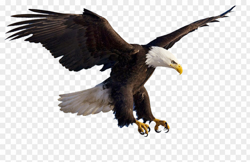 Flying Eagles Bald Eagle Clip Art PNG