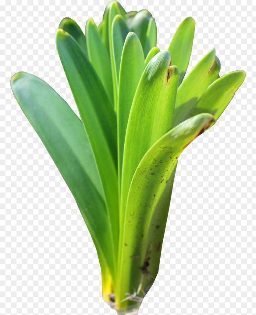 Foliage Leaf Plant Flower PNG