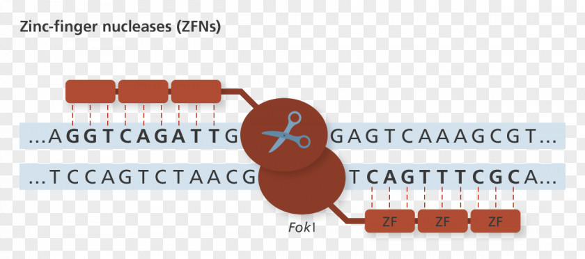 Genome Editing Zinc Finger Nuclease PNG