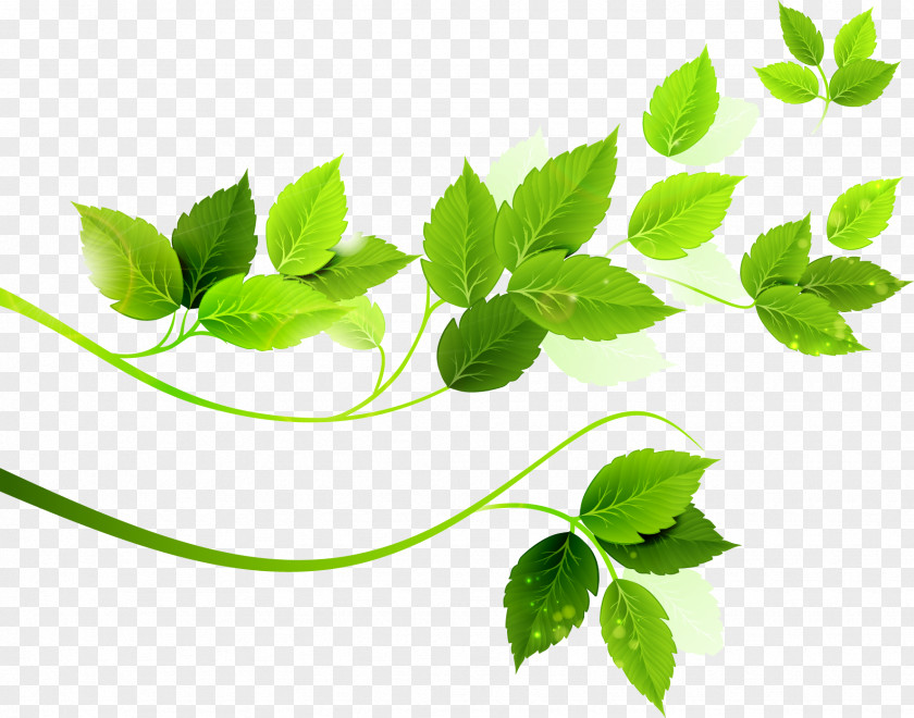 Leaf Clip Art PNG