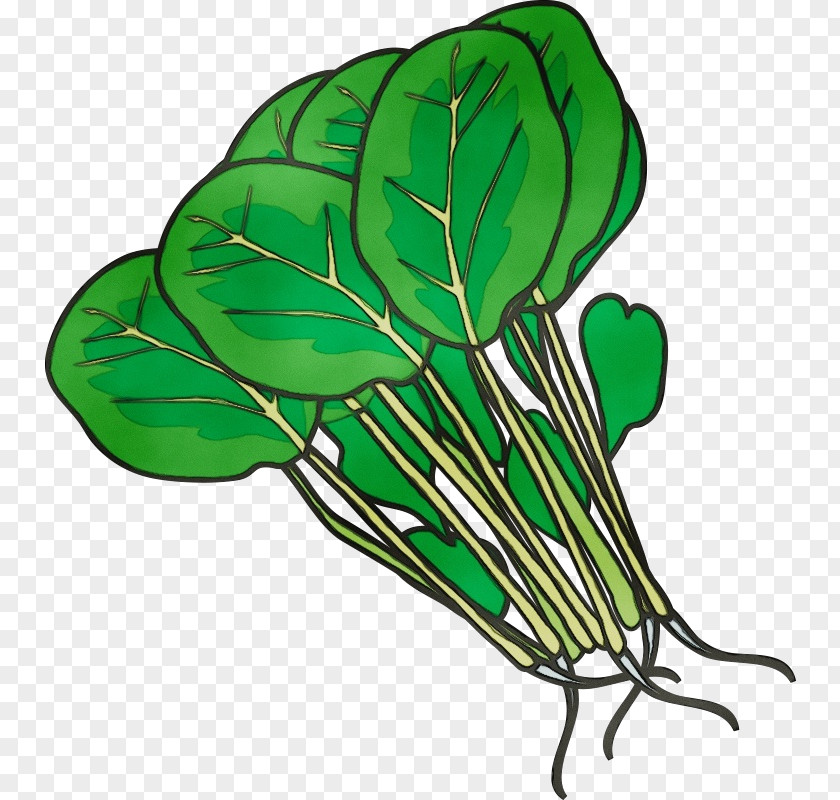 Leaf Vegetable Plant Stem M-tree Tree PNG