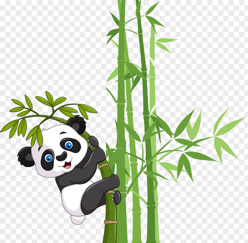 Lucky Bamboo Giant Panda Bear Cuteness PNG