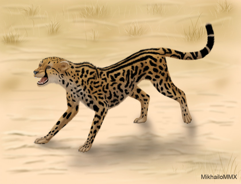 Cheetah King Asiatic Lion South African DeviantArt PNG
