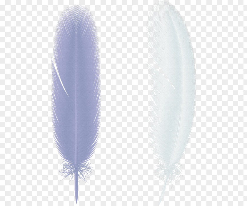 Feather Bird Download Clip Art PNG