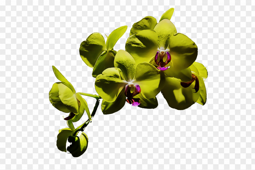 Flower Moth Orchids Petal Flora PNG