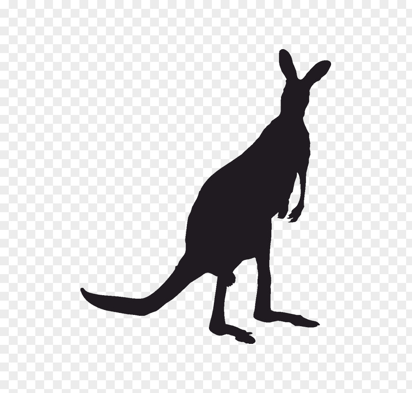 Kangaroo Red Koala Silhouette Macropodidae PNG