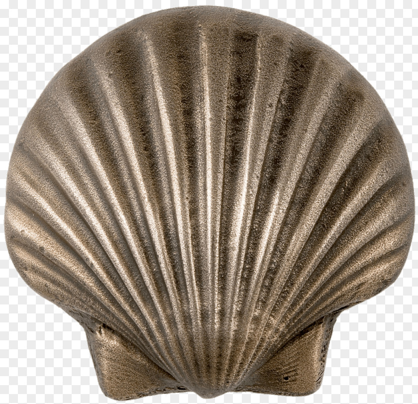 Seashell Mussel Clam Cockle Oyster PNG
