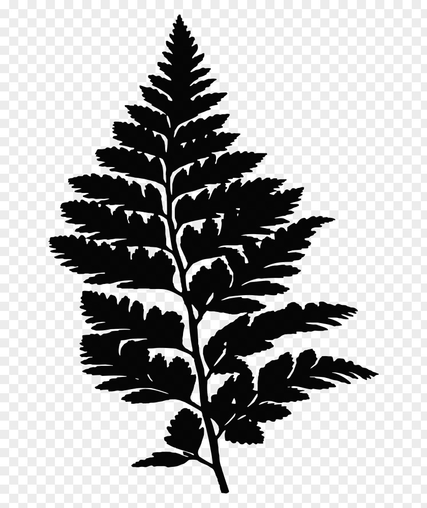 Silhouette Fern Drawing PNG