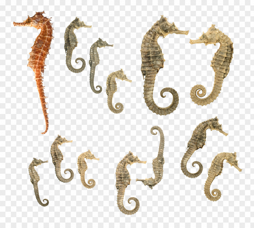 Seahorse Tiger Tail Download PNG