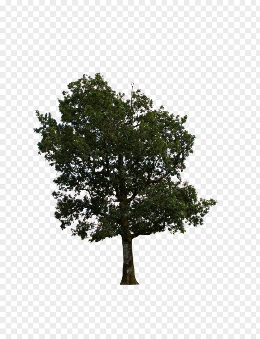 Tree Branch Oak PNG