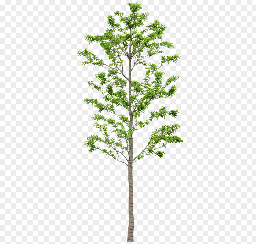 Zi Tree Larch Painting Image Spruce PNG