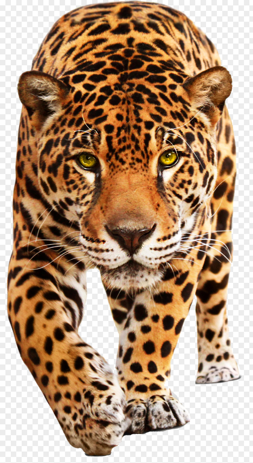 Cheetah Jaguar Cars Leopard XF PNG