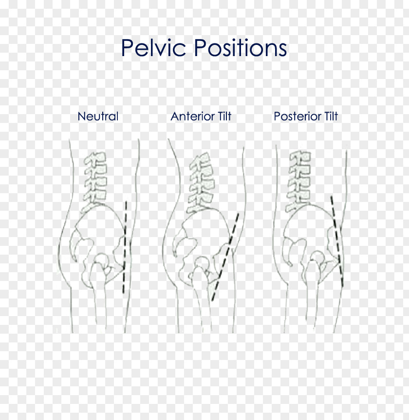 Pelvis /m/02csf Finger Drawing Bone PNG