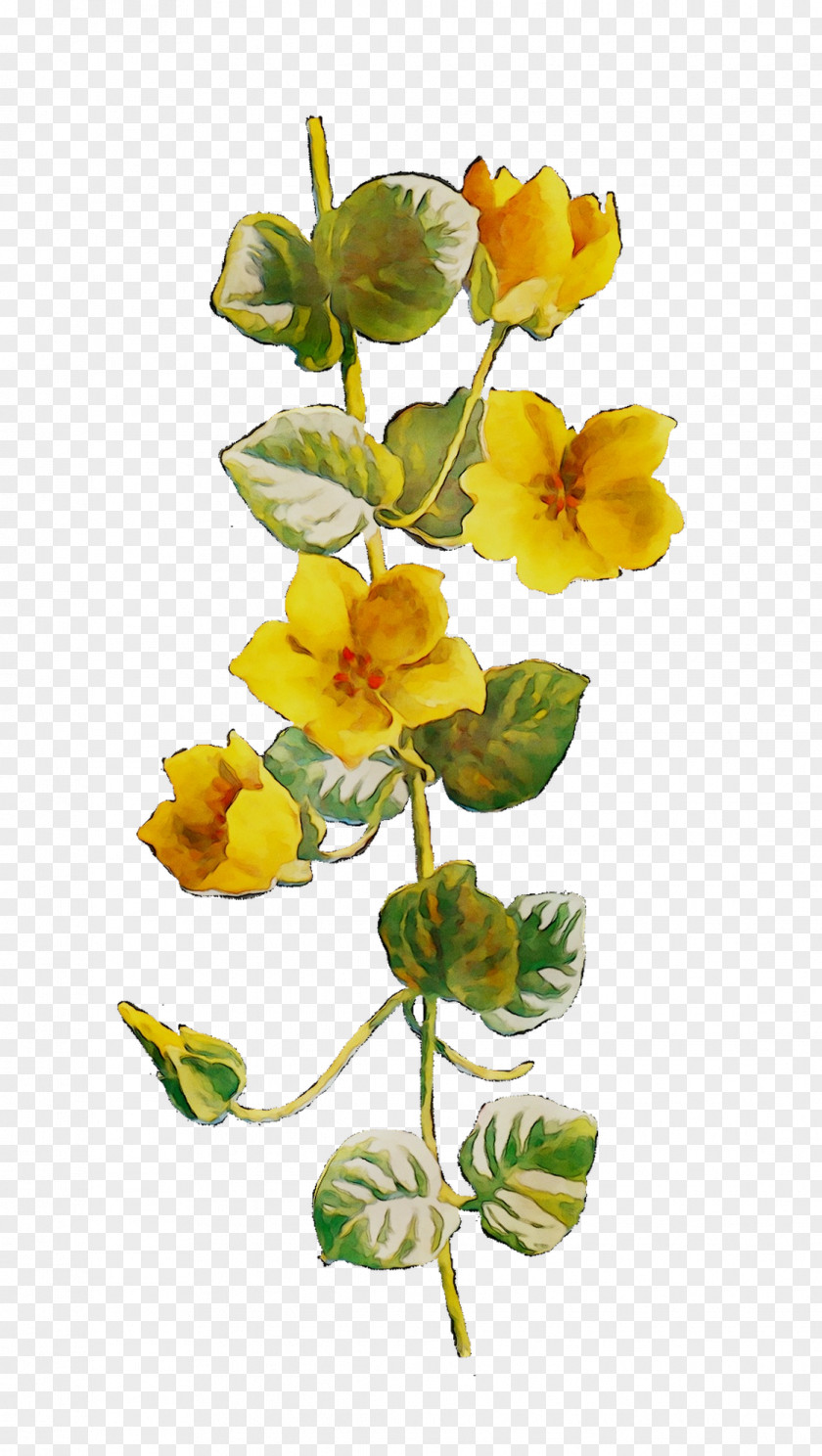 Cut Flowers Yellow Plant Stem Flowering PNG