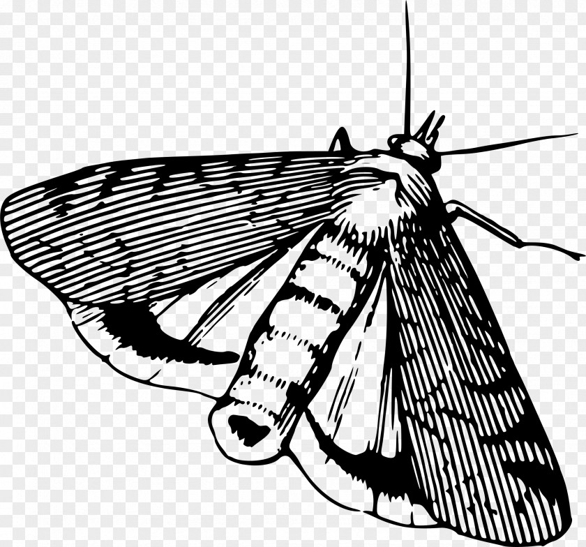 Insect Butterfly Moth Pest PNG
