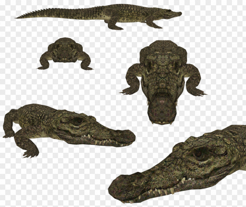 Komodo Nile Crocodile Crocodiles Zoo Tycoon 2 American Alligator PNG