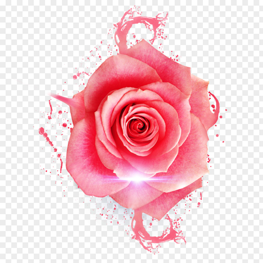 Rose Material Garden Roses Centifolia Beach Pink Flower PNG