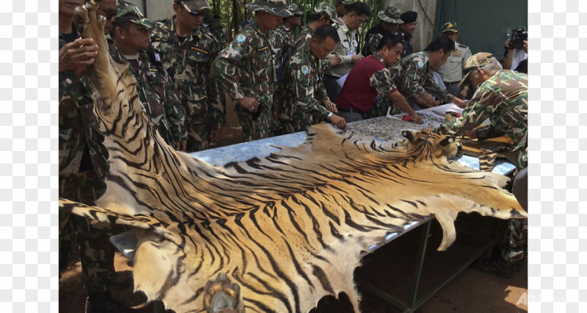 Thai Temple Tiger Buddhist Wildlife Trade PNG