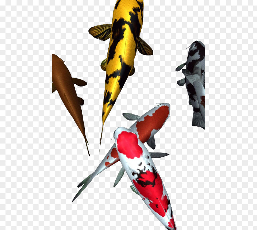 Zuchini Koi Violence Weapon Riot Fish PNG