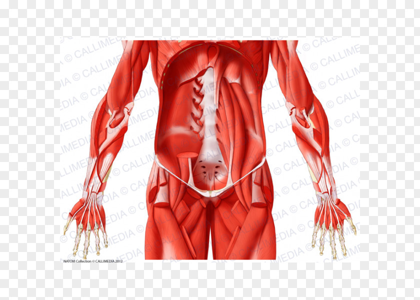 Abdomen Anatomy Hip Muscle Illustration Anatomique Tendon PNG