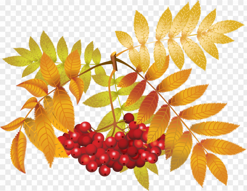 Autumn Branches PNG