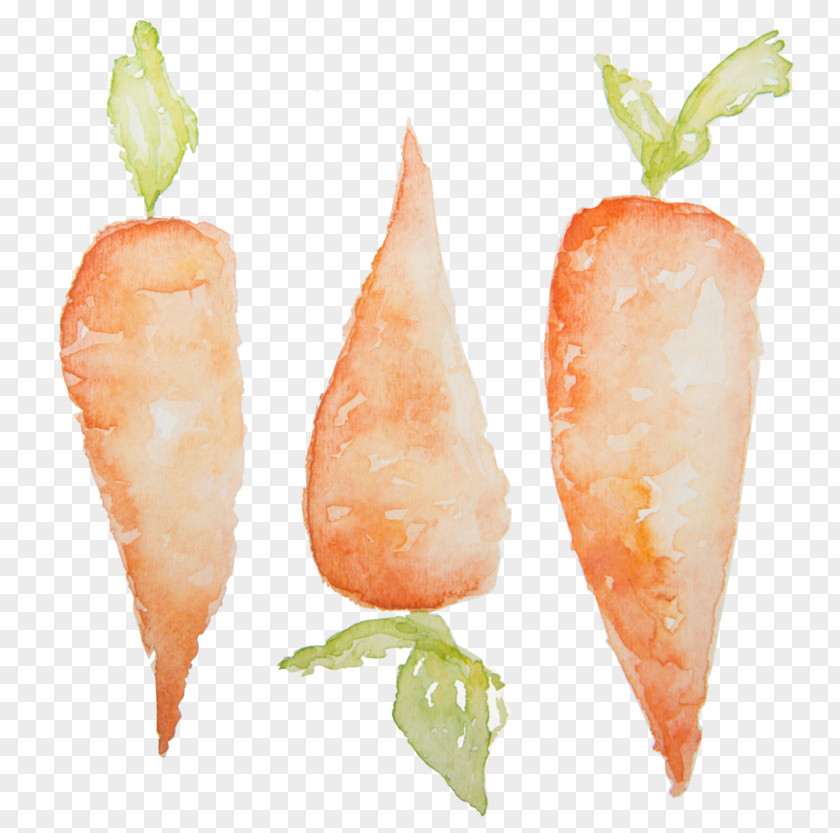 Carrot Clip Art Watercolor Painting Image PNG