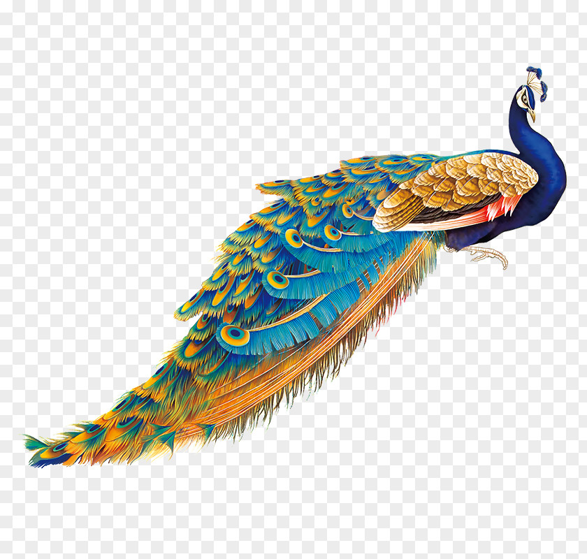 Peacock Peafowl Image Bird Feather PNG