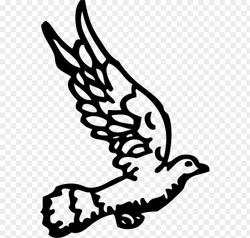 White Dove Columbidae Clip Art PNG