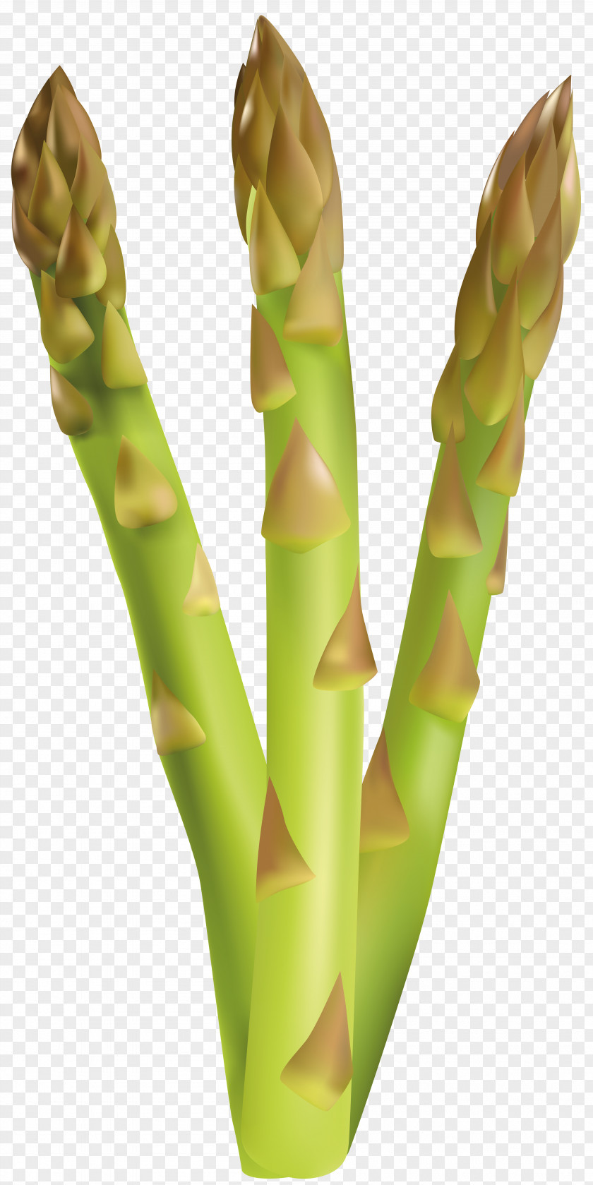 Asparagus Free Clip Art Image Vegetable PNG