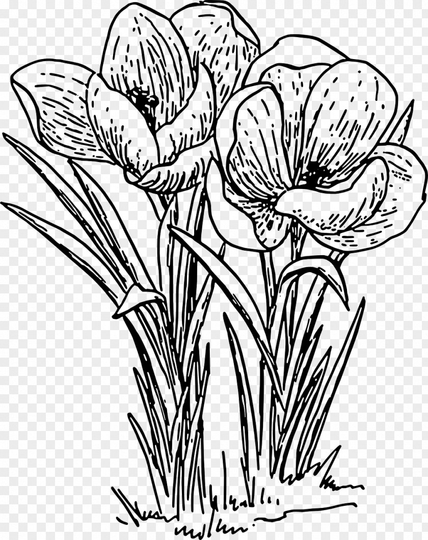 Crocus Line Art Autumn Clip PNG