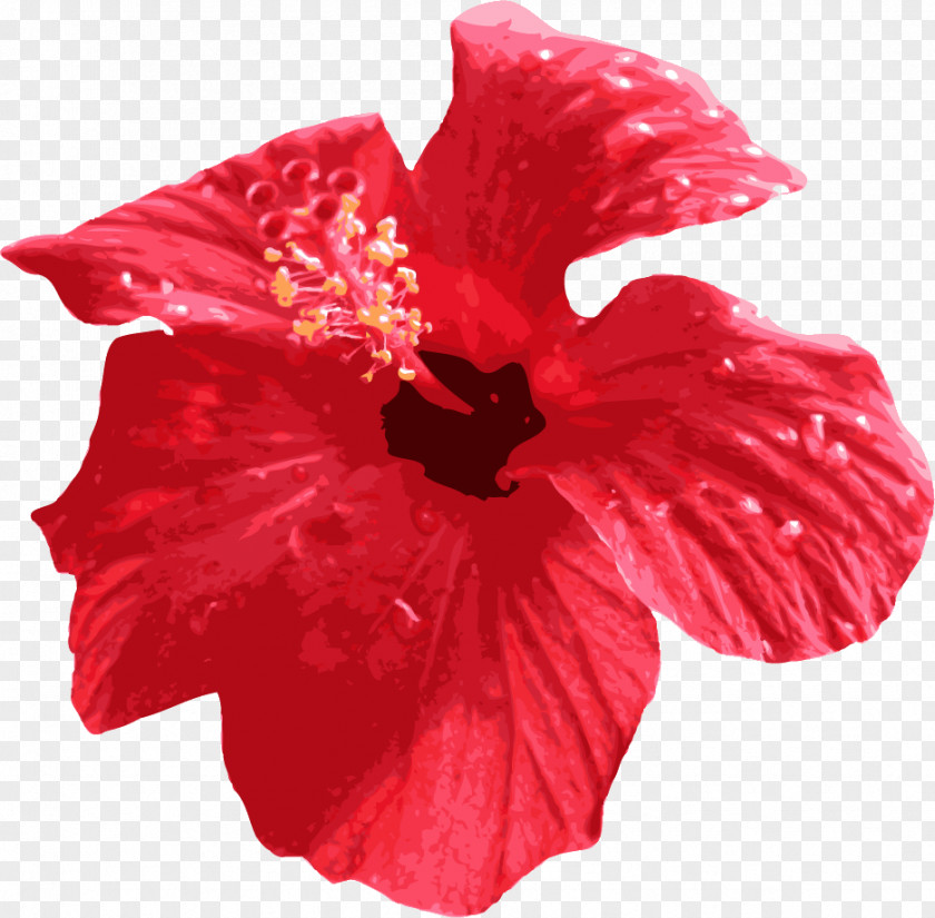 Flower Shoeblackplant Cut Flowers Red Petal PNG
