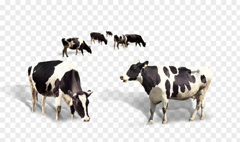Dairy Cow Taurus Cattle Milk PNG