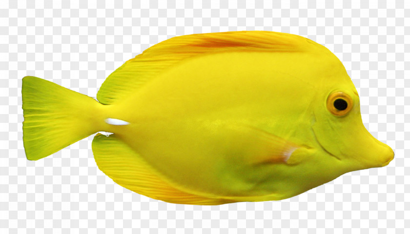 Fish Yellow Marine Biology Clip Art PNG