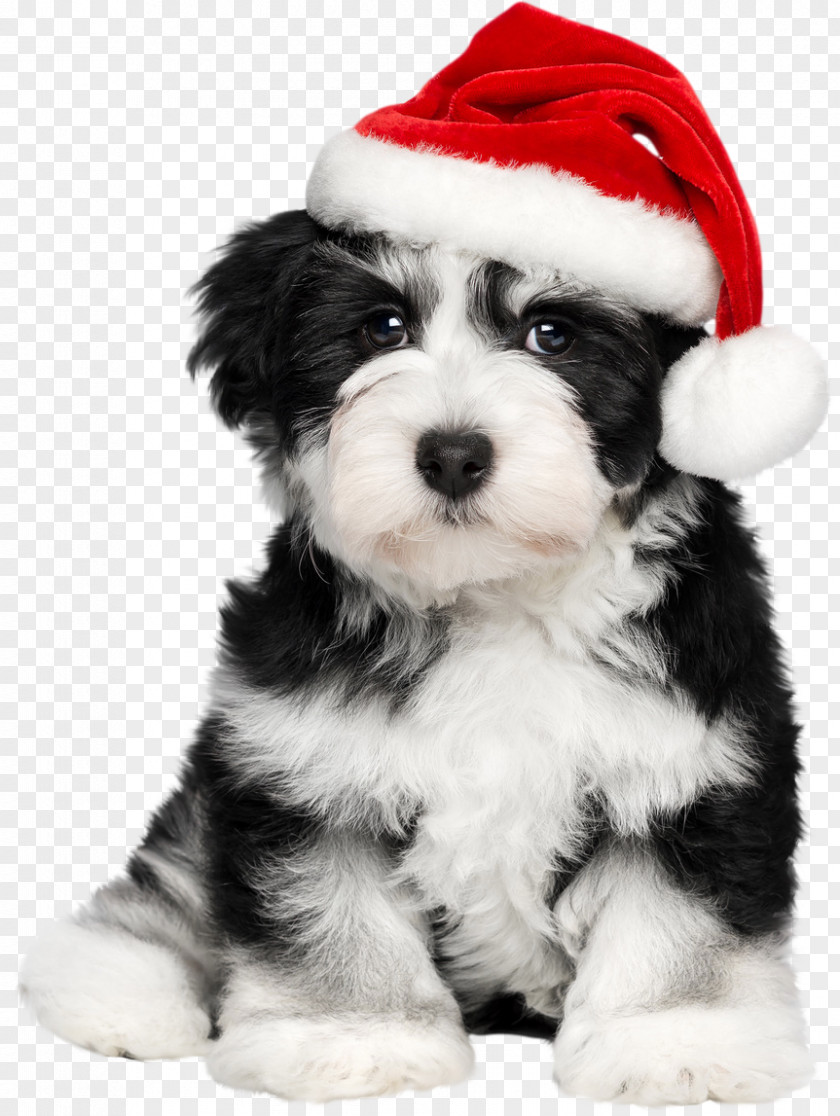 Puppy Havanese Dog Santa Claus French Bulldog PNG