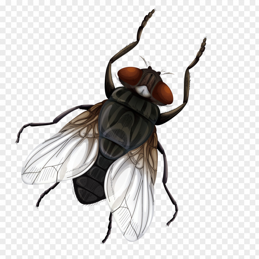 Vector Male Flies Insect Fly Vecteur Euclidean PNG