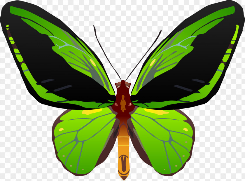 Butterfly Insect Queen Alexandra's Birdwing Troides Aesacus PNG